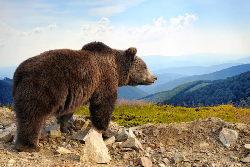 Mountain Bear Wall Art
