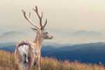 Mountain Sika Deer Wall Art