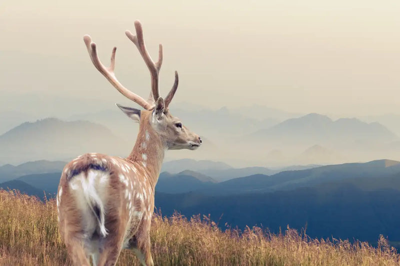 Mountain Sika Deer Wall Art