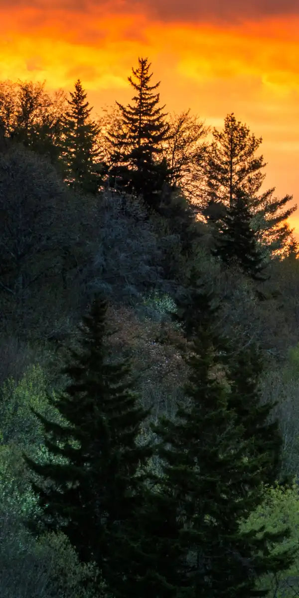 Mountain Sunrise Wall Art