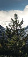 Mountain Top Wall Art