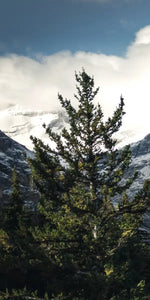 Mountain Top Wall Art