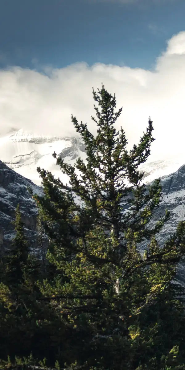 Mountain Top Wall Art