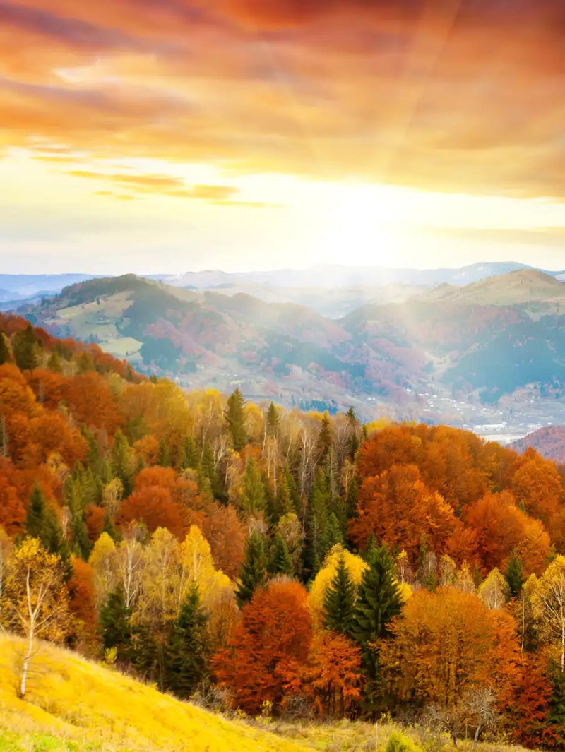 Mountain With Trees Wall Art