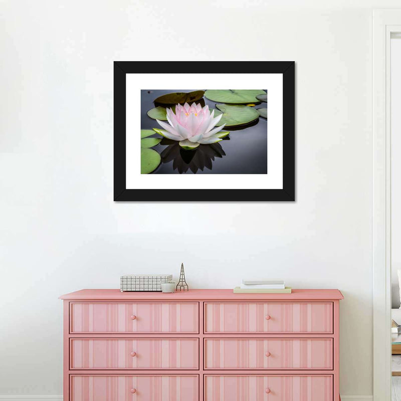 Pinkish White Lotus Wall Art