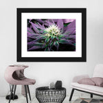 Rare Cannabis Plant Wall Art