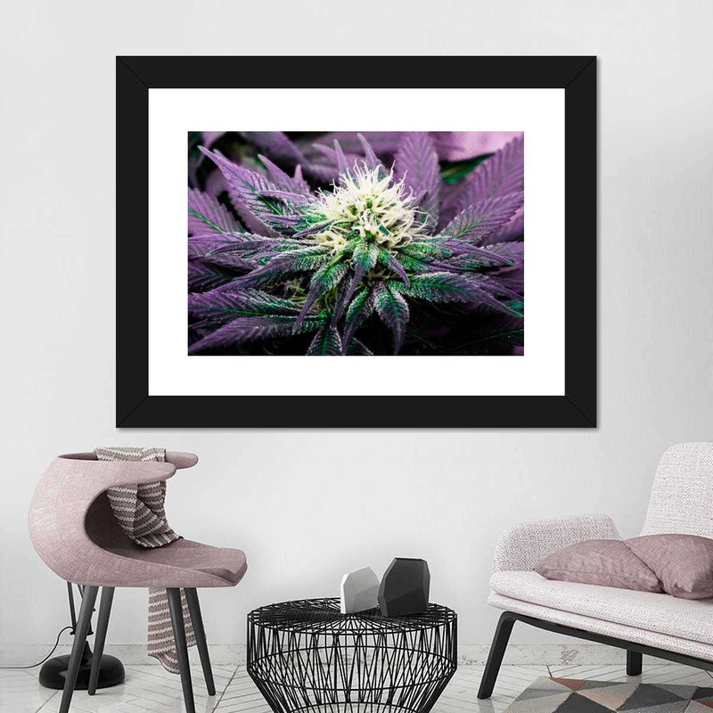 Rare Cannabis Plant Wall Art