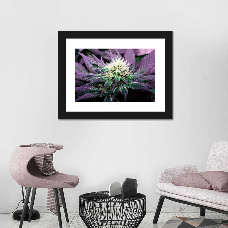 Rare Cannabis Plant Wall Art