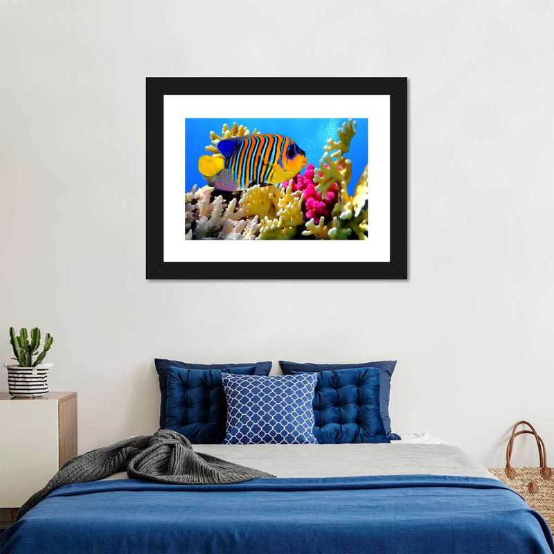 Queen Angelfish Wall Art