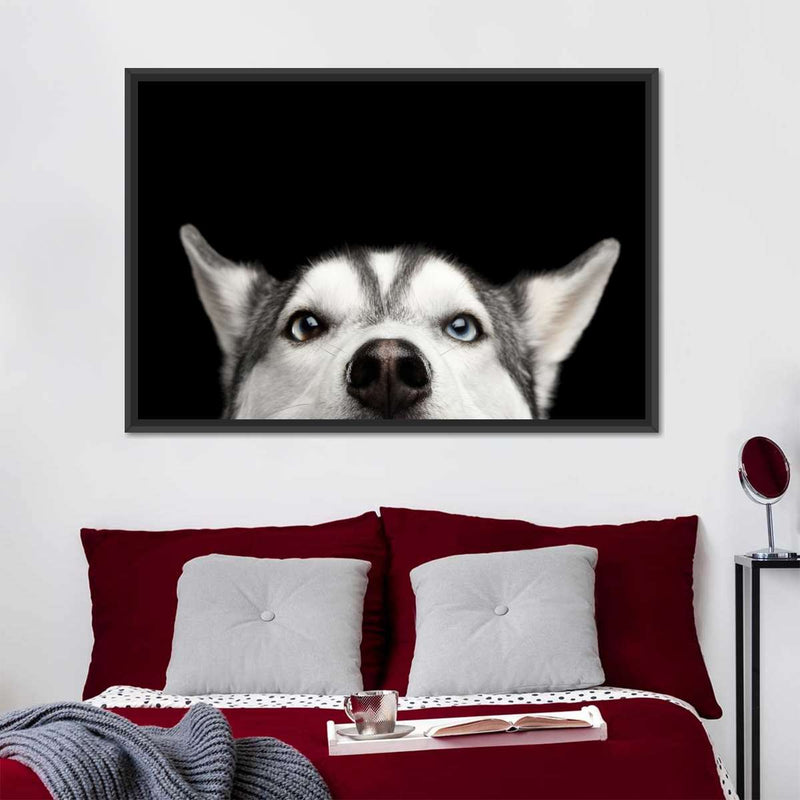 Peeking Siberian Husky Wall Art