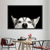 Peeking Siberian Husky Wall Art