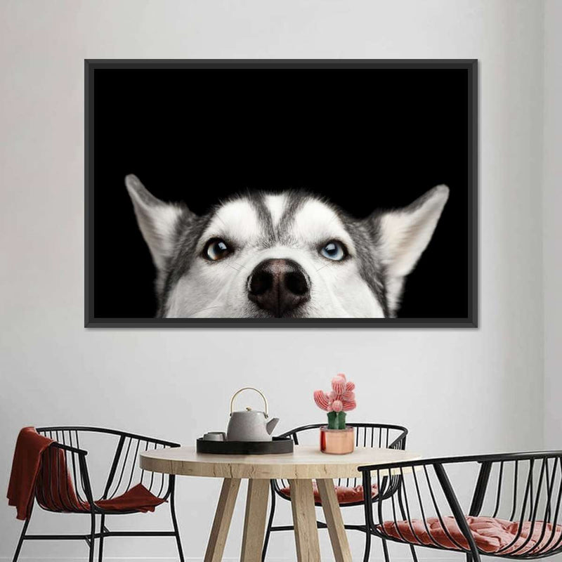 Peeking Siberian Husky Wall Art