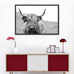 Solitary Highland Cow Wall Art