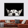 Peeking Siberian Husky Wall Art