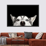 Peeking Siberian Husky Wall Art