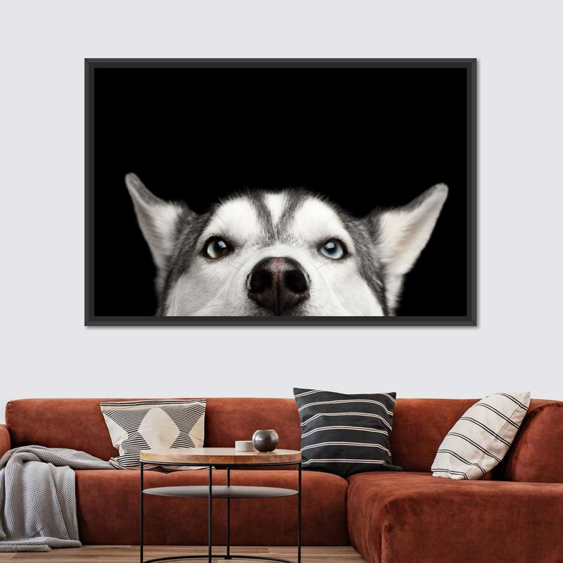 Peeking Siberian Husky Wall Art