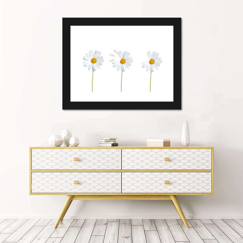 Plucked Daisies Wall Art