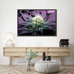 Rare Cannabis Plant Wall Art