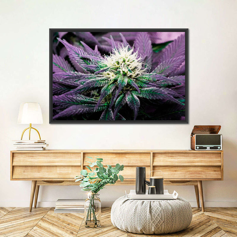 Rare Cannabis Plant Wall Art