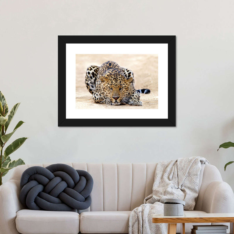 Watchful Jaguar Wall Art