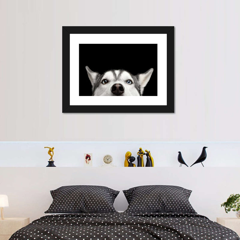 Peeking Siberian Husky Wall Art