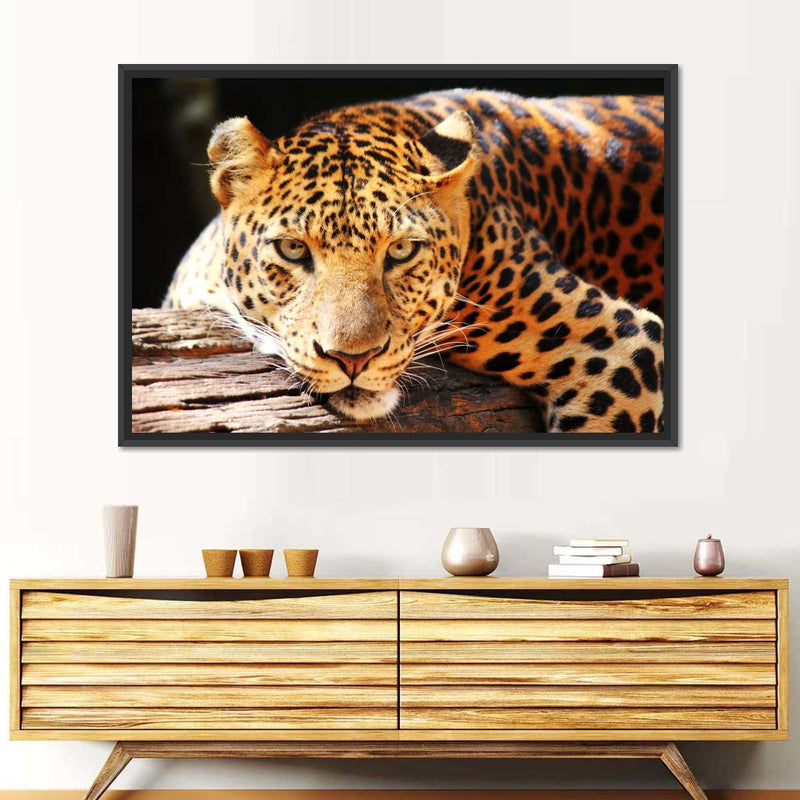 Leopard Gaze Wall Art