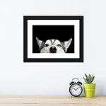 Peeking Siberian Husky Wall Art