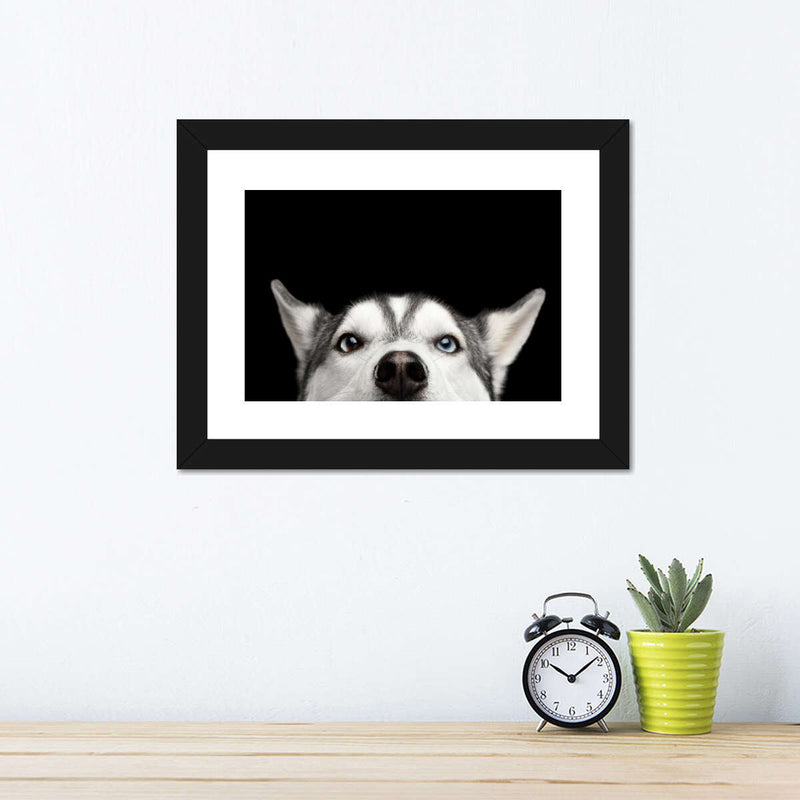 Peeking Siberian Husky Wall Art