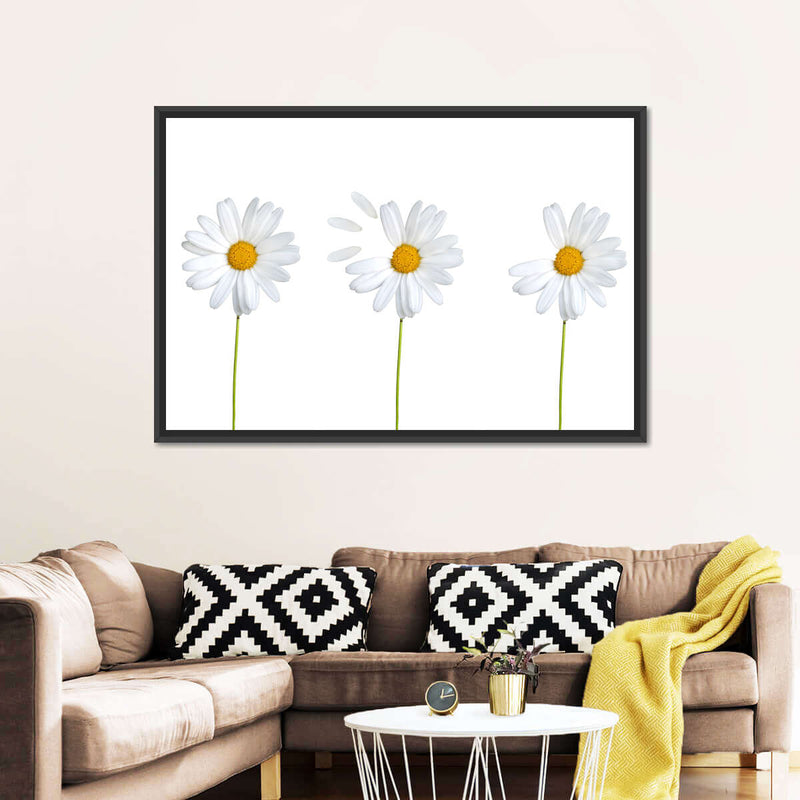 Plucked Daisies Wall Art