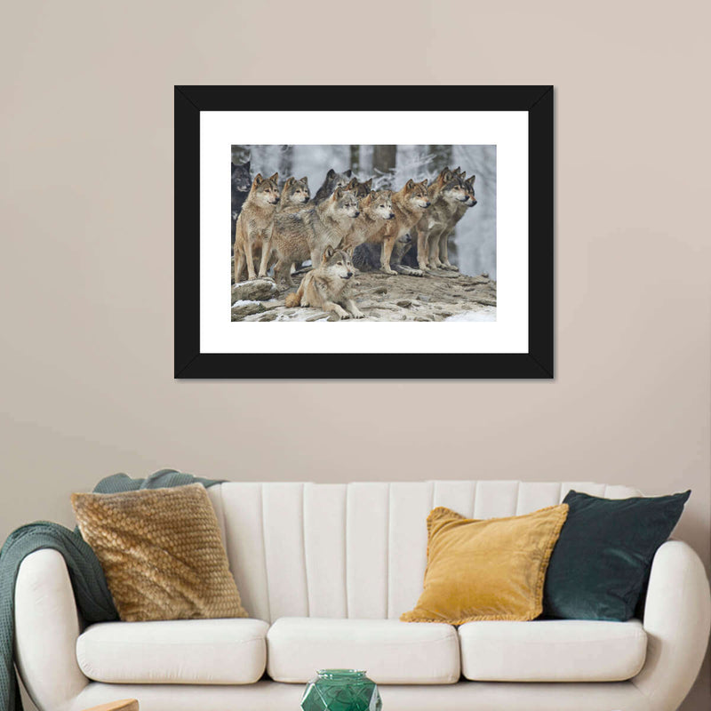 Wild Wolf Pack Wall Art