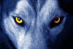 Mystic Wolf Eyes Wall Art