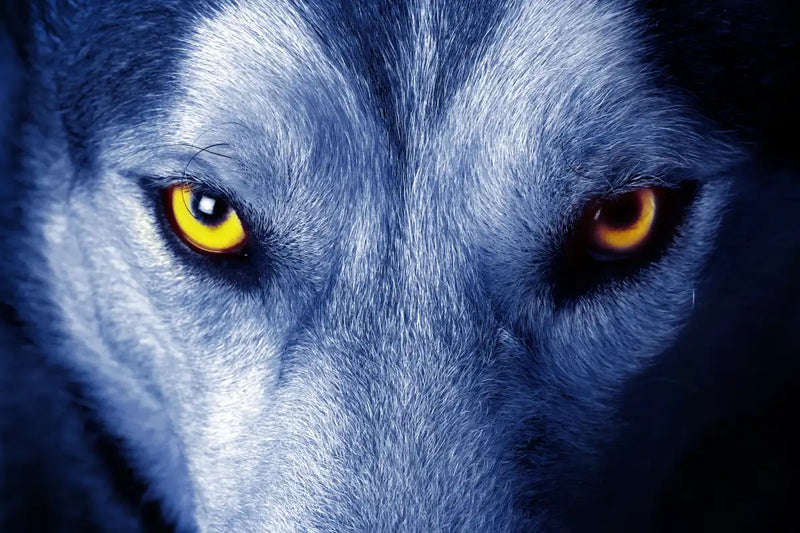 Mystic Wolf Eyes Wall Art
