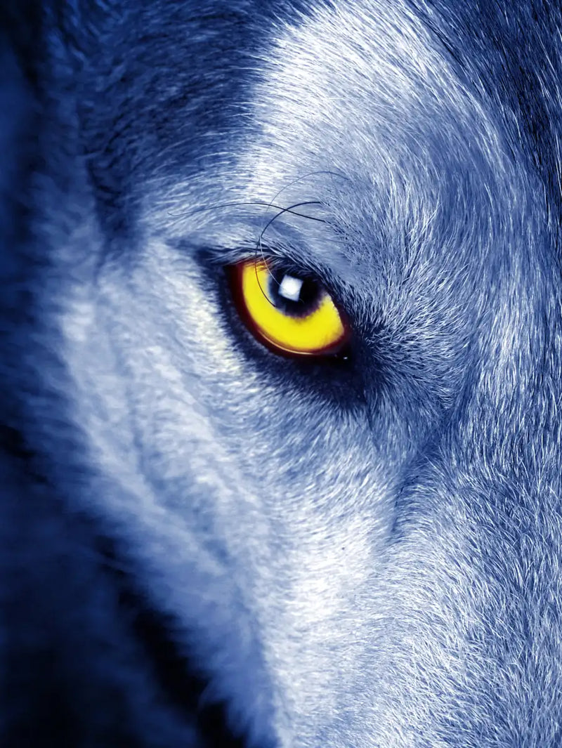 Mystic Wolf Eyes Wall Art