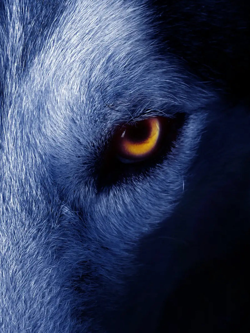 Mystic Wolf Eyes Wall Art
