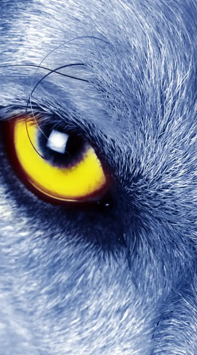 Mystic Wolf Eyes Wall Art