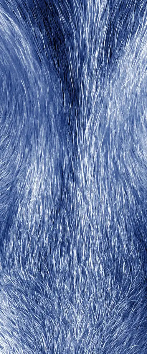 Mystic Wolf Eyes Wall Art