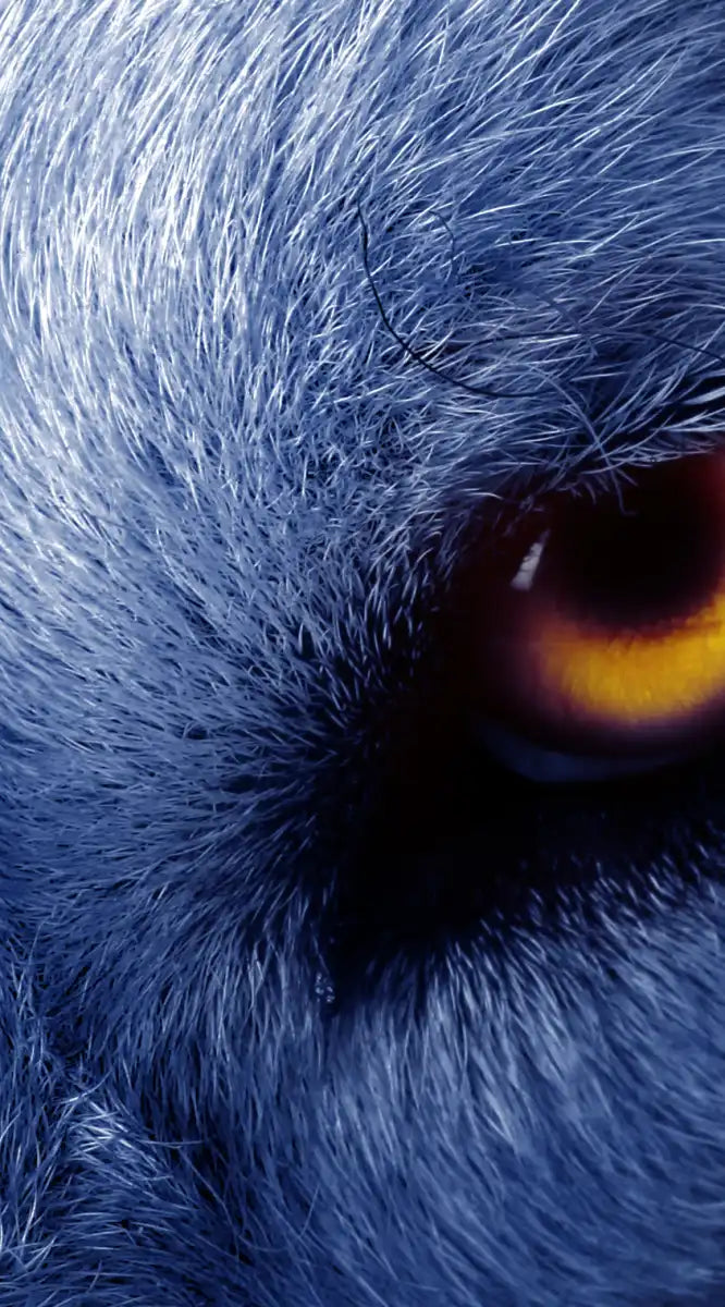 Mystic Wolf Eyes Wall Art