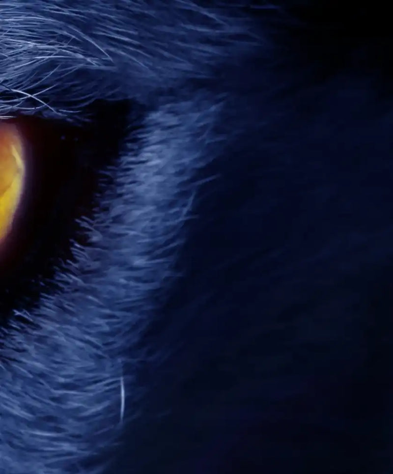 Mystic Wolf Eyes Wall Art