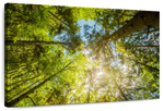 Tree Top Wall Art