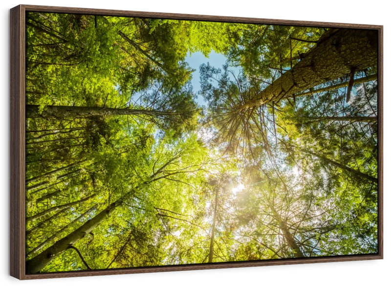 Tree Top Wall Art
