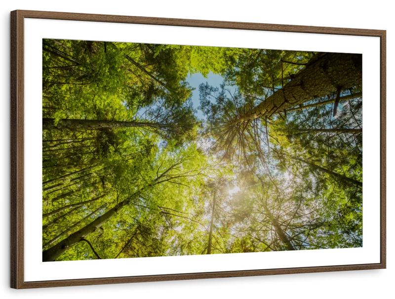Tree Top Wall Art