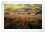 Scandinavian Poppy Field Wall Art