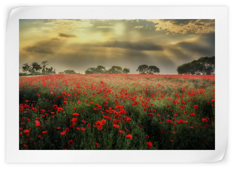 Scandinavian Poppy Field Wall Art