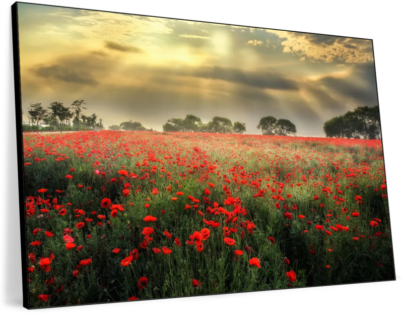 Scandinavian Poppy Field Wall Art