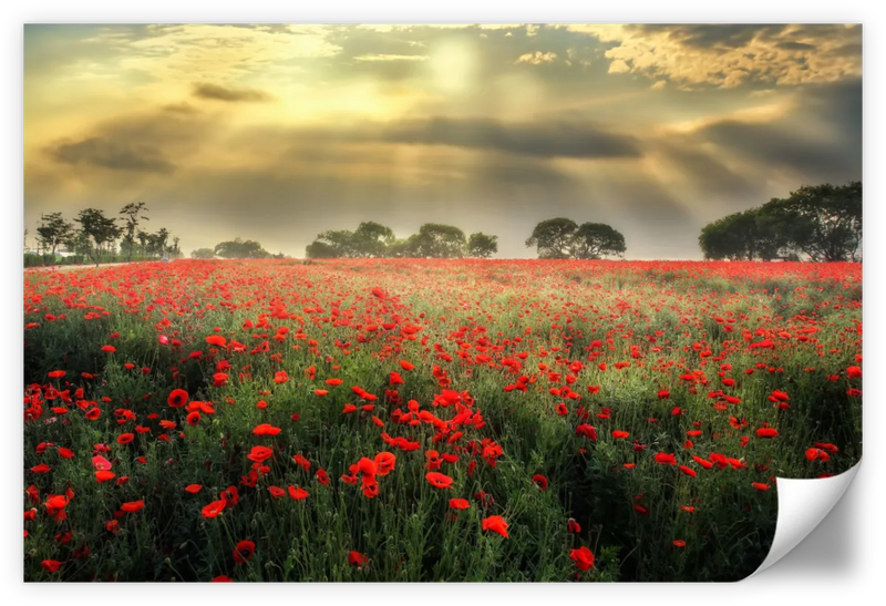 Scandinavian Poppy Field Wall Art