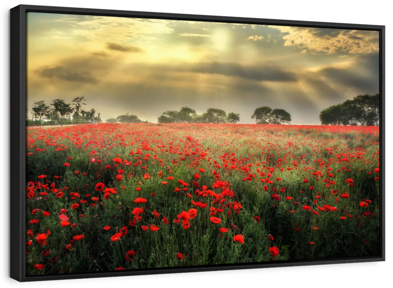 Scandinavian Poppy Field Wall Art