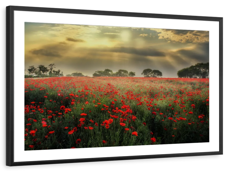 Scandinavian Poppy Field Wall Art