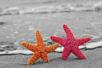 Nautical Starfish Duo Wall Art