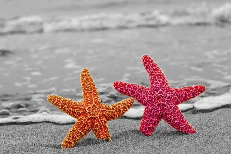Nautical Starfish Duo Wall Art