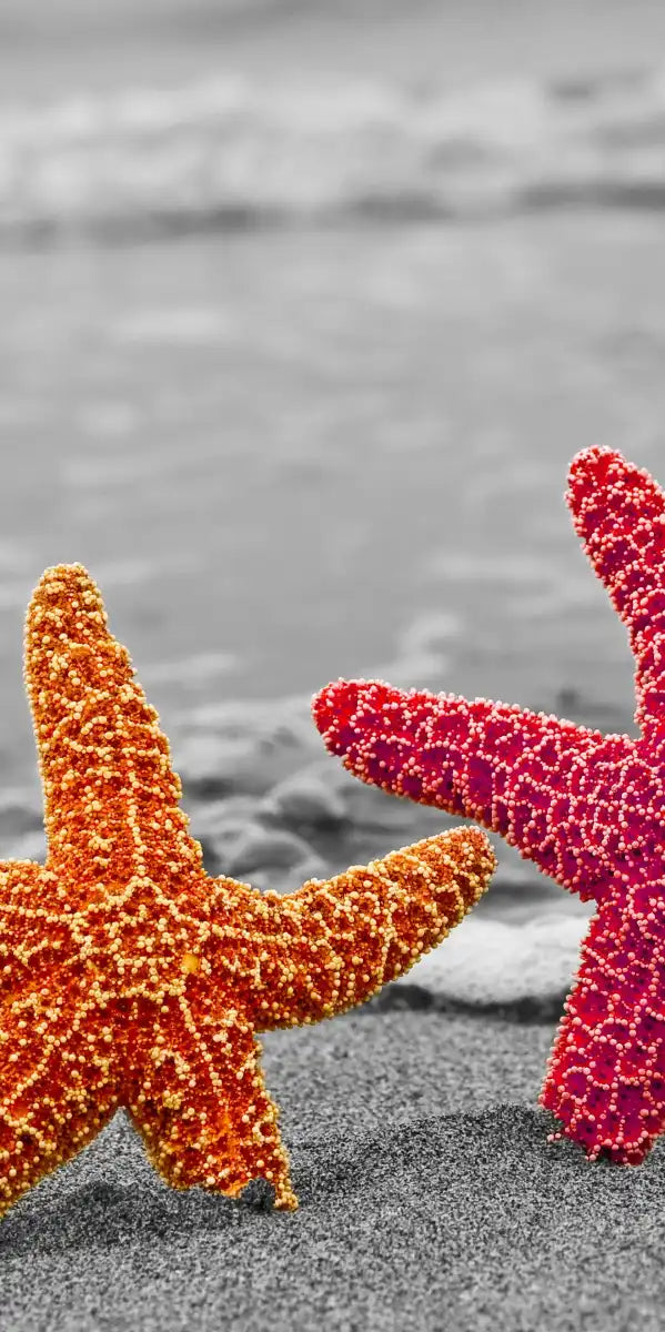 Nautical Starfish Duo Wall Art